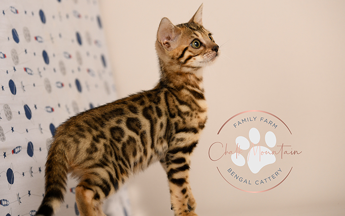 Bengal kitten for sale